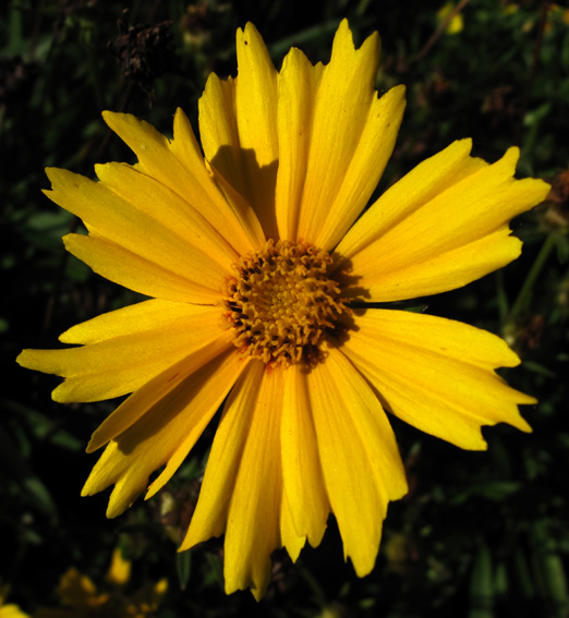 Coreopsis1