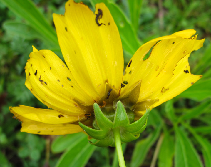 Coreopsis7