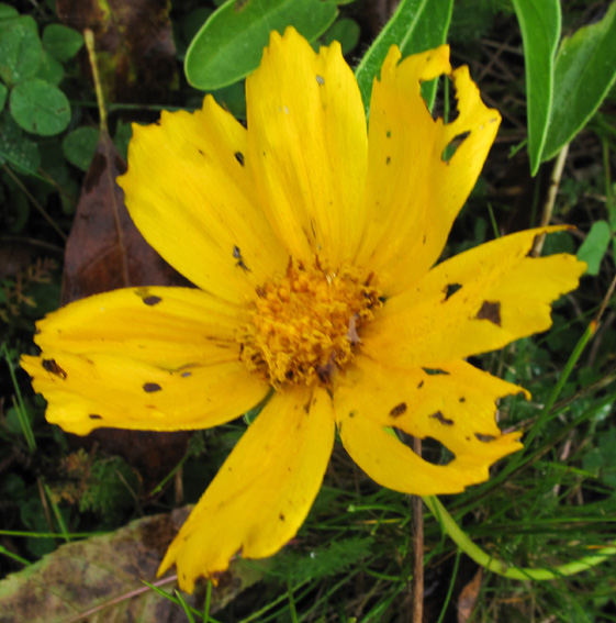 Coreopsis6