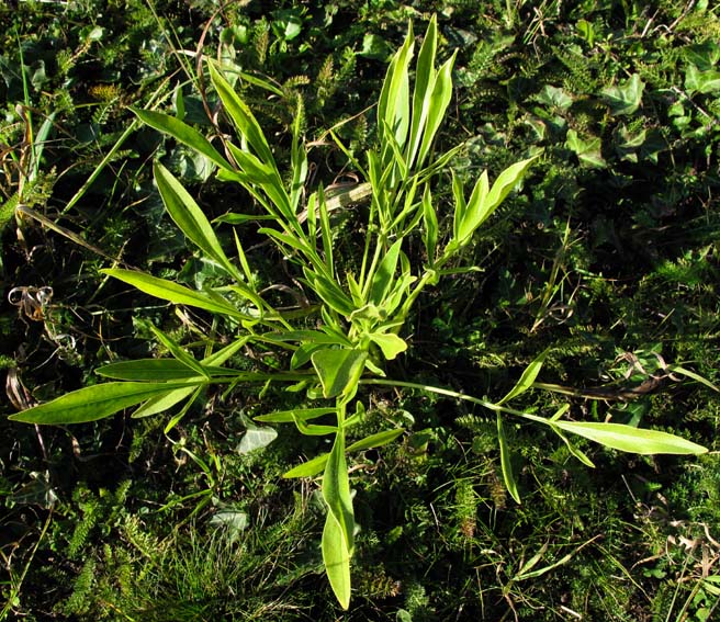 Coreopsis5