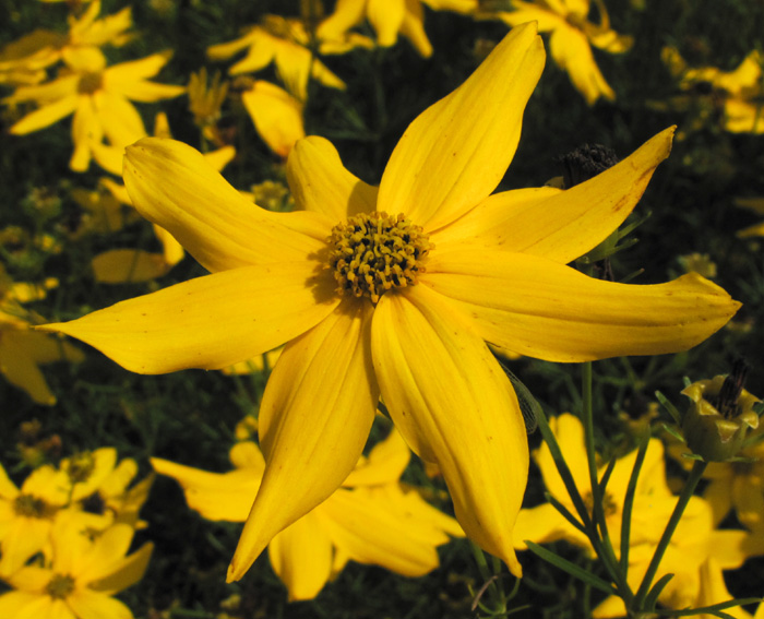 Coreopsis10