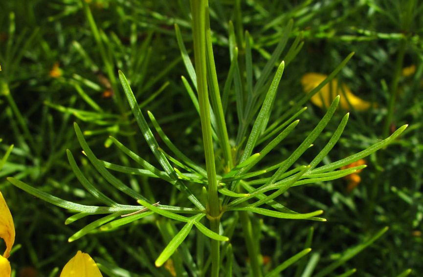 Coreopsis9