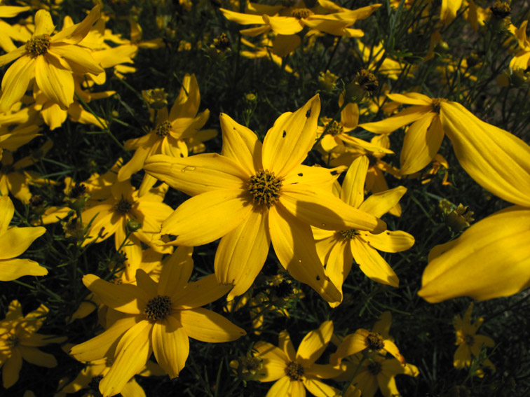 Coreopsis8