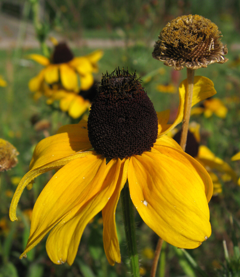 Rudbeckia3