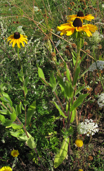 Rudbeckia1