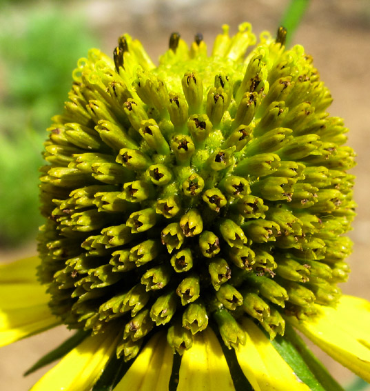 Rudbeckia6