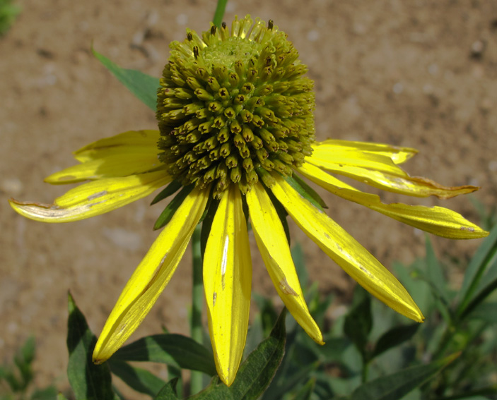 Rudbeckia5