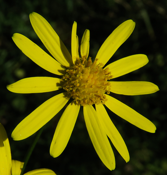 Senecio4d