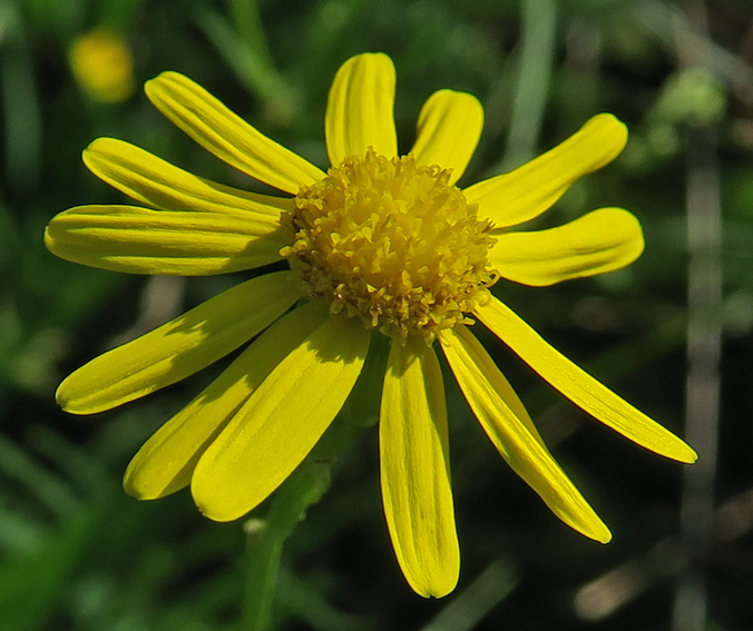 Senecio4