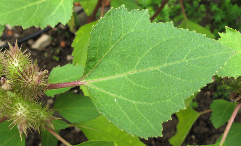 Xanthium1