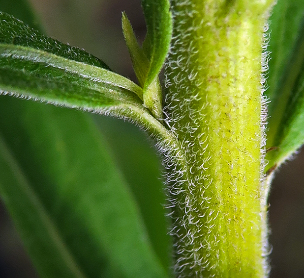 Solidago10c