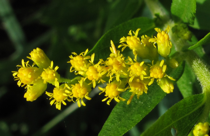 Solidago10a