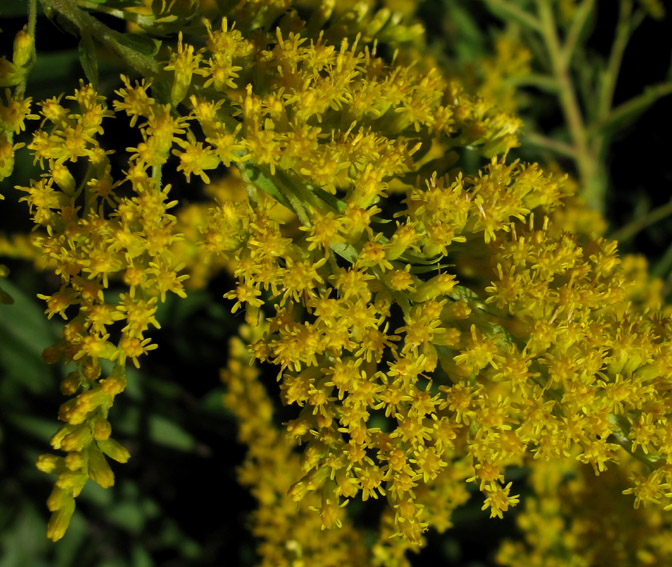 Solidago10