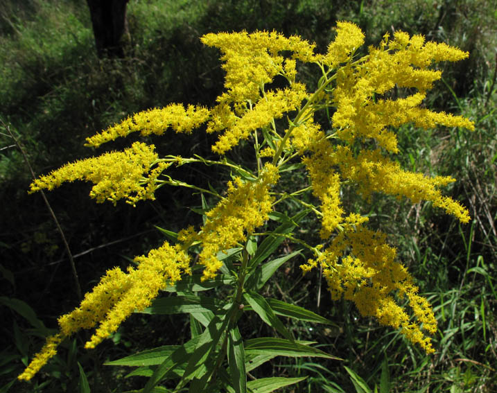 Solidago8