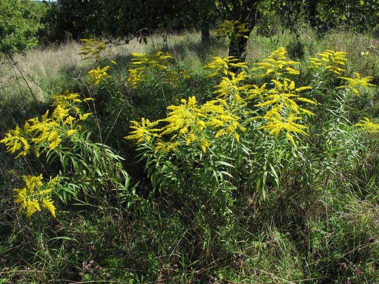 Solidago7