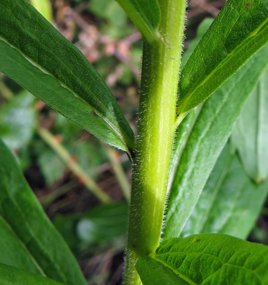 Solidago9