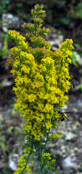 Solidago14