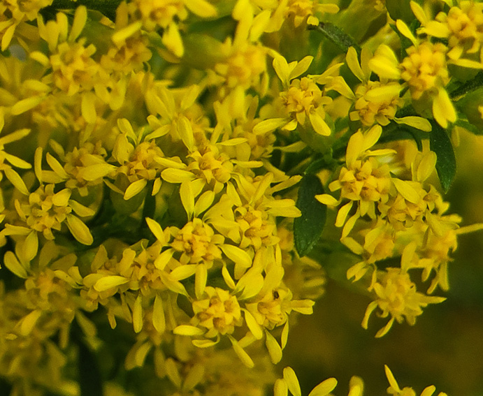 Solidago15