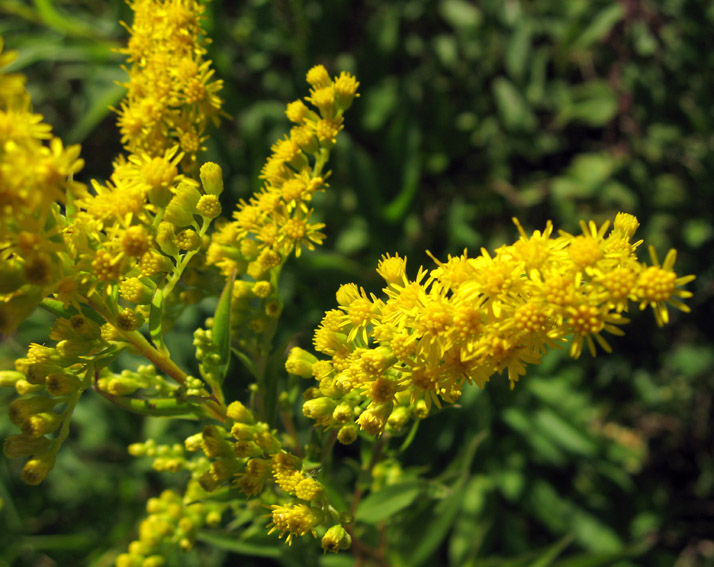 Solidago4