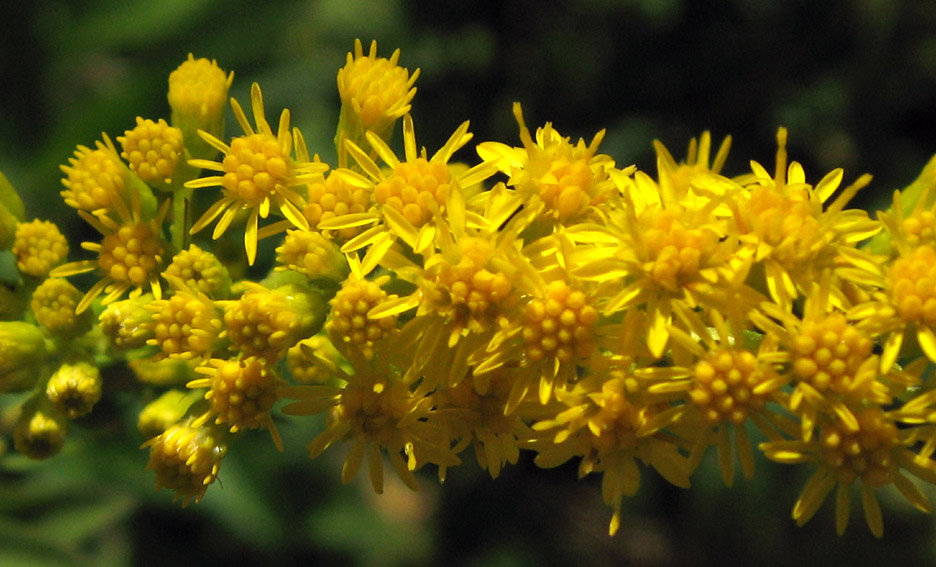 Solidago5