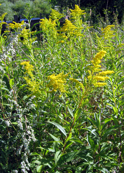 Solidago1