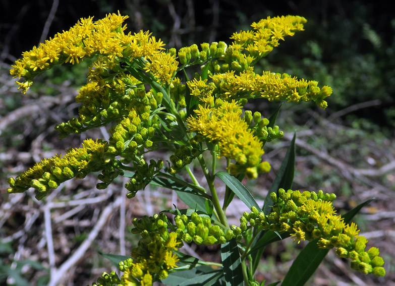 Solidago3