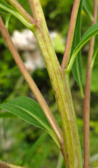 Solidago2b