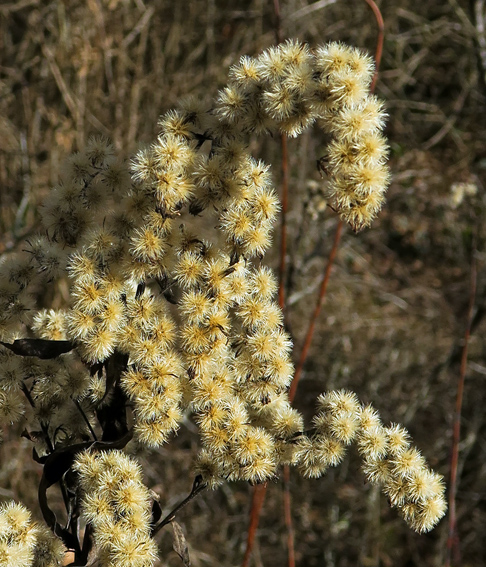 Solidago6