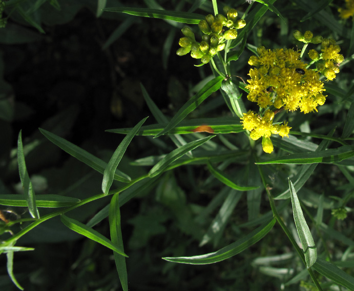 Solidago11