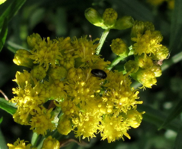 Solidago13