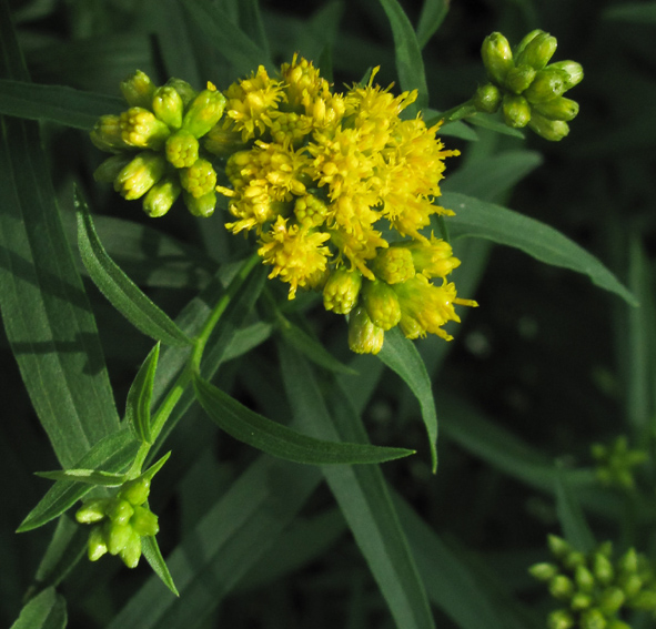 Solidago12