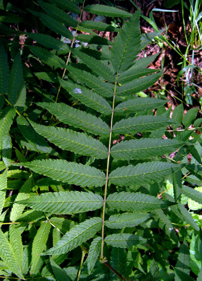 Sorbaria2