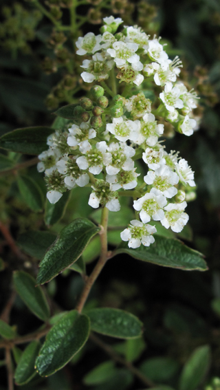 Spiraea5