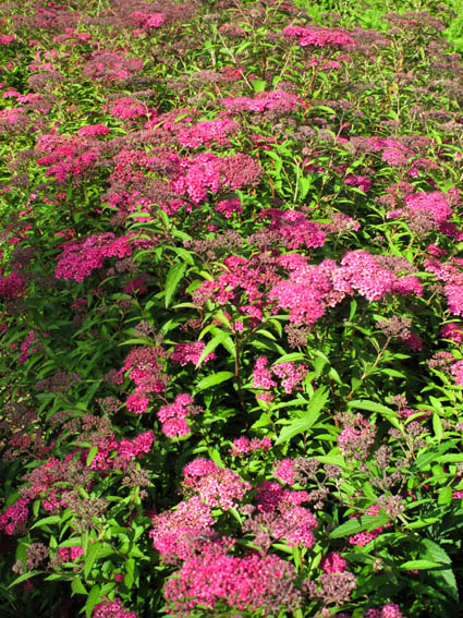 Spiraea7