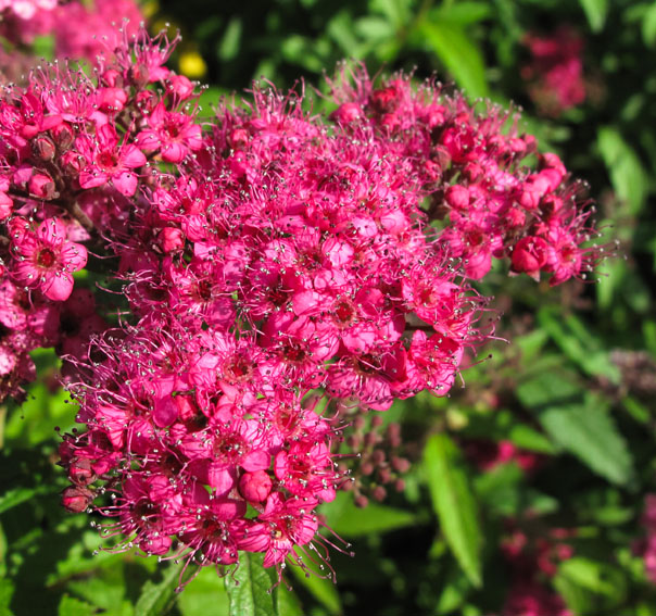 Spiraea9