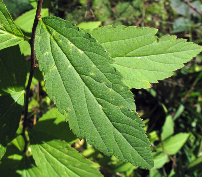 Spiraea10