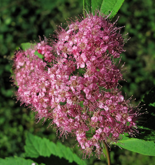 Spiraea8