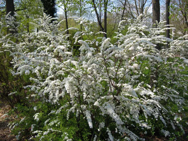 Spiraea1