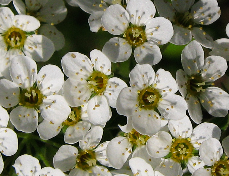 Spiraea3