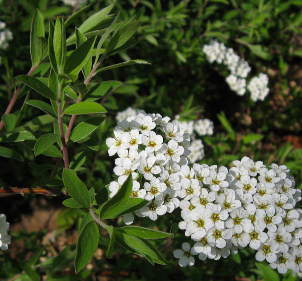 Spiraea2