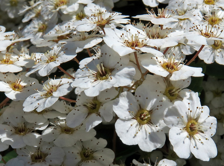 spiraea6a