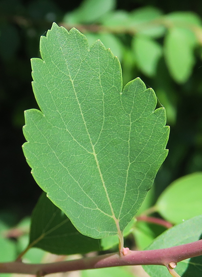 Spiraea6b