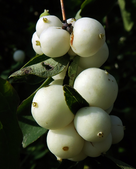 Symphoricarpos5