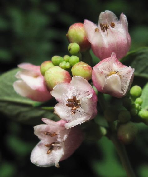 Symphoricarpos3a