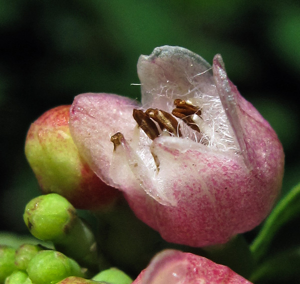 Symphoricarpos3b