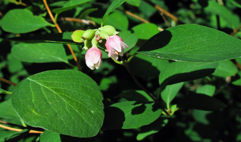 Symphoricarpos3c