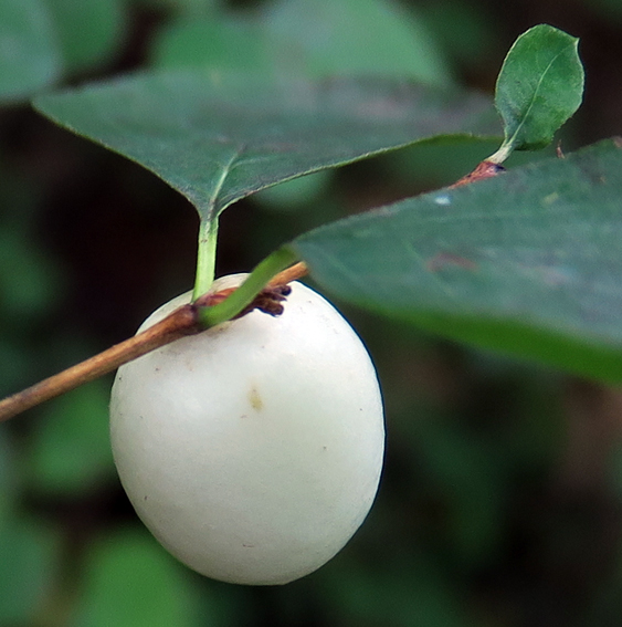 Symphoricarpos4a