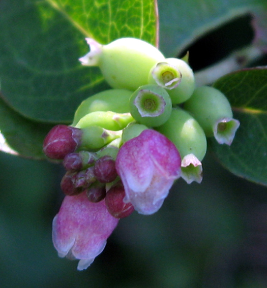 Symphoricarpos4