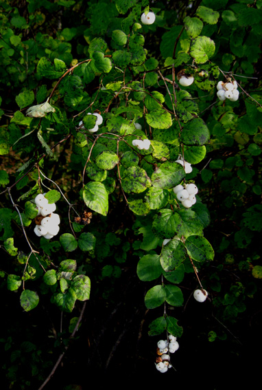 Symphoricarpos1b