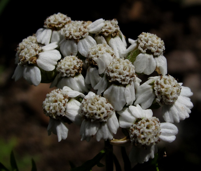 Acillea8b